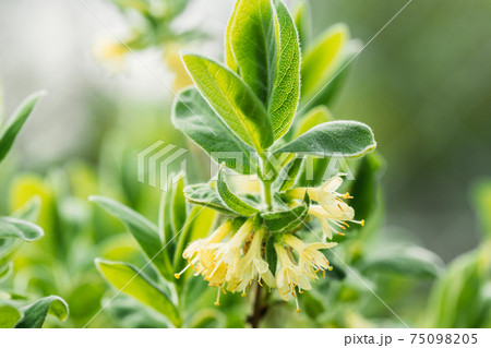 Young Spring Green Leaf Leaves And Unblown Buds Of Honeysuckles, Lonicera Growing In Vegetable Garden 75098205