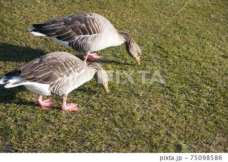 ドイツの公園の芝生を食べるカモのカップルの写真素材