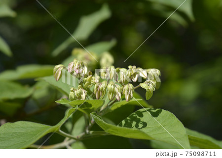Harlequin glorybower Harlequin glorybower 75098711