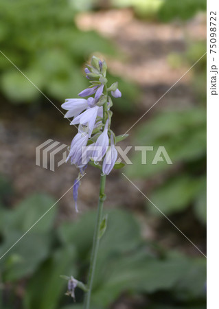 Siebolds Plantain lily 75098722