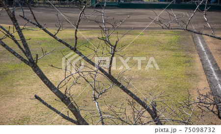野球場 外野席からの風景 野球場 外野席からの風景 75098732
