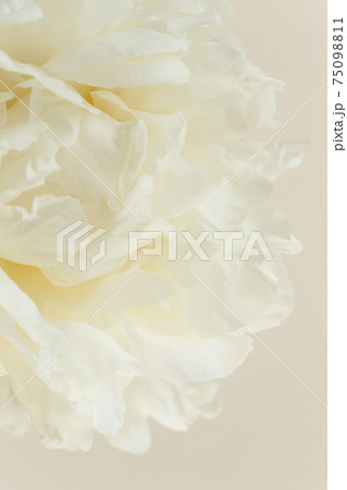 Close-up of white creamy flower petals of peony, innocence and femininity concept Close-up of white creamy flower petals of peony, innocence and femininity concept 75098811