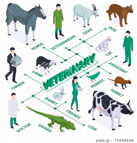 Veterinary Isometric Flowchart Composition 75098836