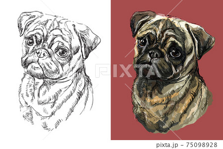 Vector illustration portrait of cute funny dog Pug 75098928