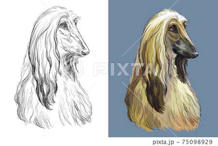 Vector illustration portrait of cute funny dog Afghan Hound 75098929