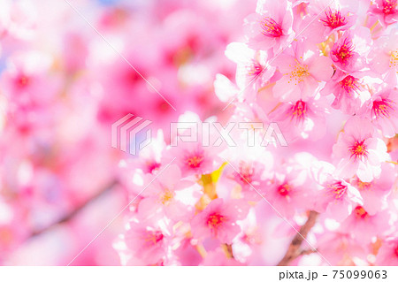 満開の河津桜 75099063