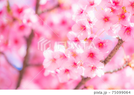 満開の河津桜 75099064