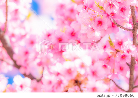 満開の河津桜 75099066
