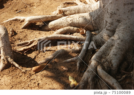 Big tree root above the ground. 75100089