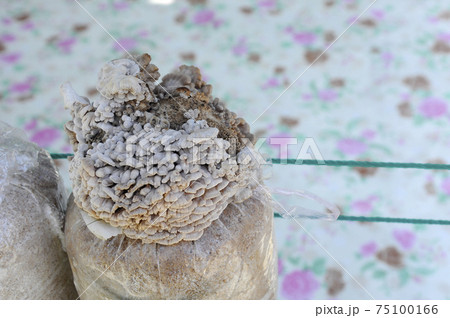 SELANGOR, MALAYSIA -DECEMBER 03, 2016: Fresh mushrooms grown commercially by farmers. Mushrooms are grown outside plastic containers filled with sawdust and manure. SELANGOR, MALAYSIA -DECEMBER 03, 2016: Fresh mushrooms grown commercially by farmers. Mushrooms are grown outside plastic containers filled with sawdust and manure. 75100166