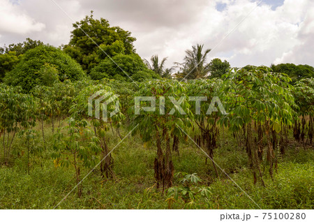 Cassava plantation in the countryside Cassava plantation in the countryside 75100280