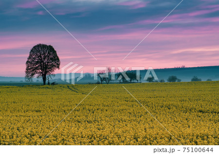 Sunrise and rapeseed 75100644