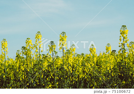 Rapeseed spring flowers Rapeseed spring flowers 75100672