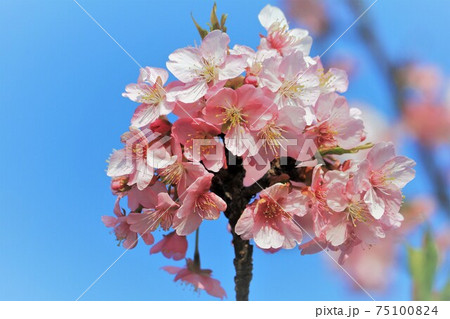 大神ファームの河津桜の写真素材