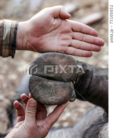 Hoof of wild African buffalo compared to the palm of human. Hoof of wild African buffalo compared to the palm of human. 75100852