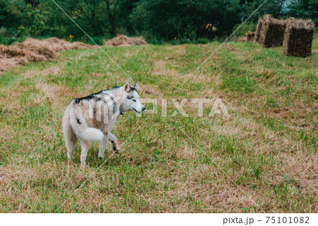 Siberian Husky walks on a freshly mowed field. Siberian Husky walks on a freshly mowed field. 75101082