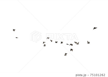 Flocks of flying pigeons isolated on white background. Clipping path. 75101262