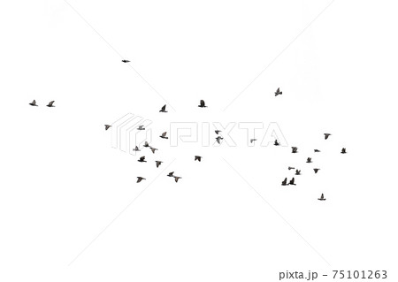 Flocks of flying pigeons isolated on white background. Clipping path. 75101263
