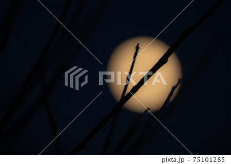 Full moon and branches on the dark sky background 75101285