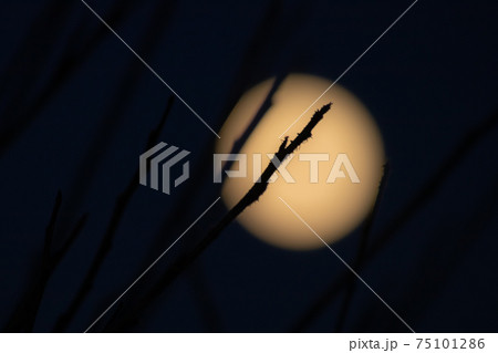 Full moon and branches on the dark sky background 75101286