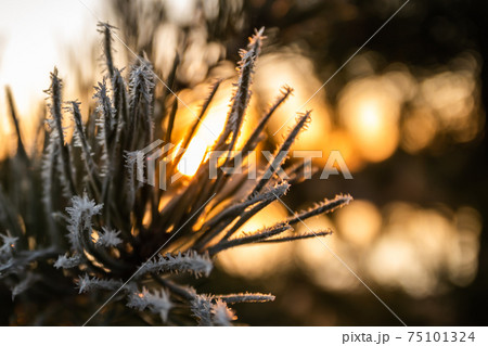 Beautiful sunset and frost pine needles at winter, Finland. 75101324