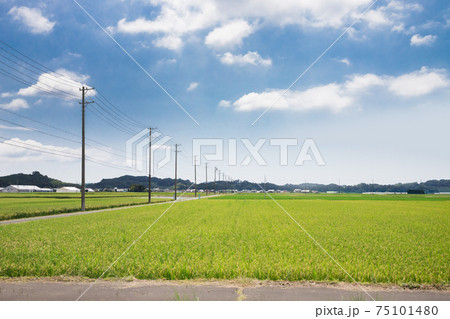 5月の田舎の田んぼと青空 5月の田舎の田んぼと青空 75101480