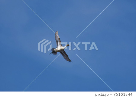 雄のオナガガモが青空に舞う姿　バーナビー　ブリティッシュコロンビア　カナダ　　 75101544