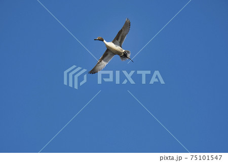 雄のオナガガモが青空に舞う姿 バーナビー ブリティッシュコロンビア カナダ 雄のオナガガモが青空に舞う姿 バーナビー ブリティッシュコロンビア カナダ 75101547