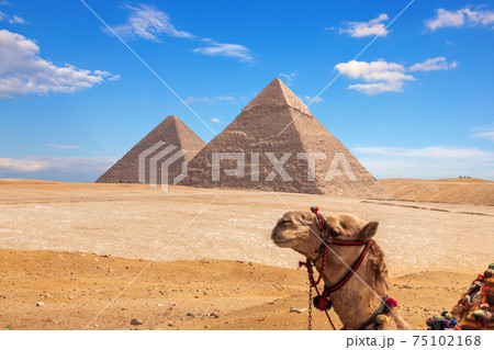 Giza Pyramids and a funny camel, Egypt 75102168