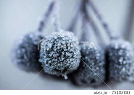 Chokeberry covered with hoarfrost at winter sunny day. Chokeberry covered with hoarfrost at winter sunny day. 75102883