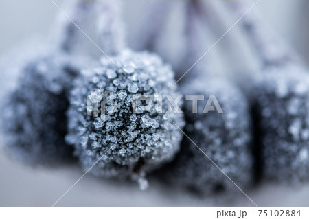 Chokeberry covered with hoarfrost at winter sunny day. Chokeberry covered with hoarfrost at winter sunny day. 75102884