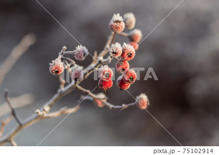 Hawthorn berries covered with hoarfrost at winter sunny day. 75102914