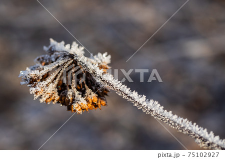 Dry plant covered with hoarfrost at winter sunny day. Dry plant covered with hoarfrost at winter sunny day. 75102927