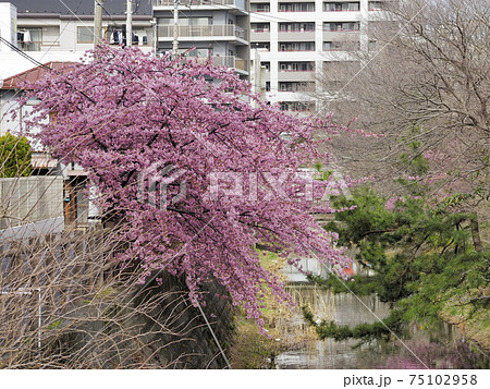 坂川の河津桜　千葉県松戸市 75102958