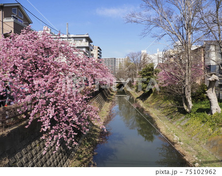 坂川の河津桜　千葉県松戸市 75102962