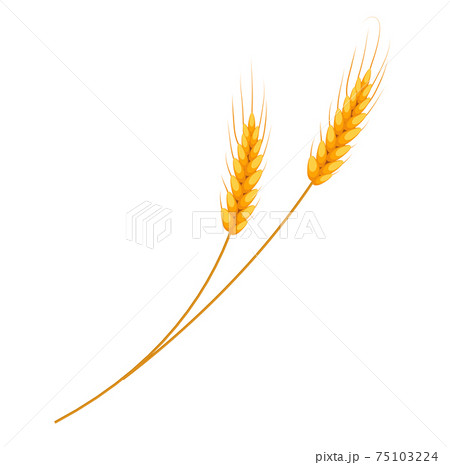Wheat icon. Isolated on white background. Vector illustration Wheat icon. Isolated on white background. Vector illustration 75103224