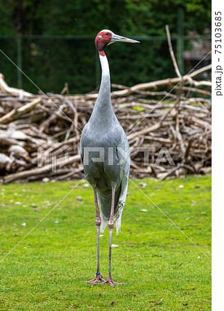 Sarus crane, Grus antigone also known as Indian sarus crane 75103685
