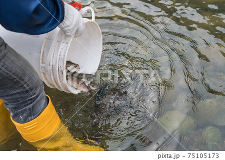 【中津川にヤマメを放流しています】 75105173
