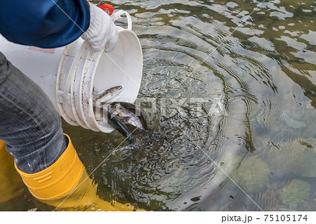 【中津川にヤマメを放流しています】 【中津川にヤマメを放流しています】 75105174