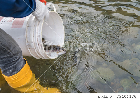 【中津川にヤマメを放流しています】 75105176