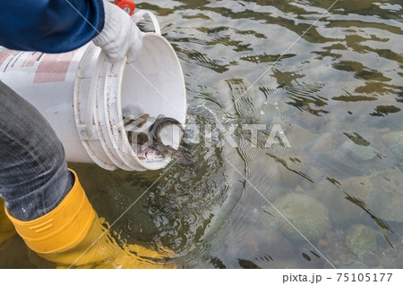 【中津川にヤマメを放流しています】 75105177