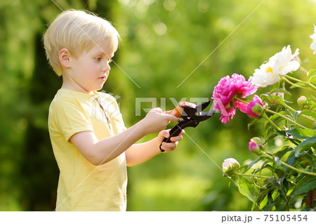 Cute little boy working with secateur in domestic garden. 75105454