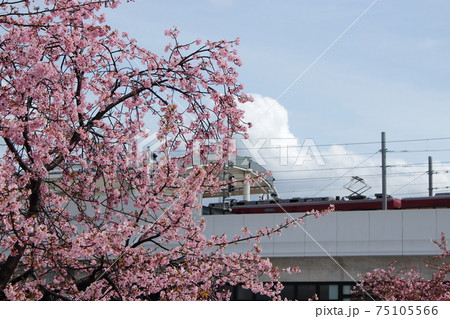 京都　京阪淀駅前の河津桜 75105566