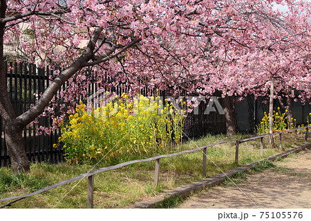 京都 菜の花と河津桜 京都 菜の花と河津桜 75105576