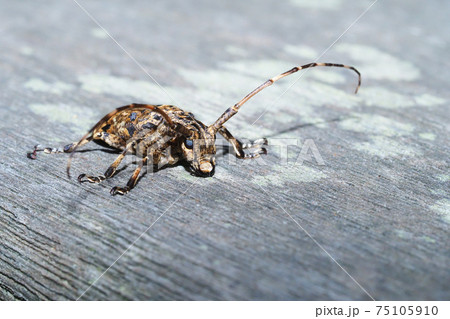 ナガゴマフカミキリ 75105910