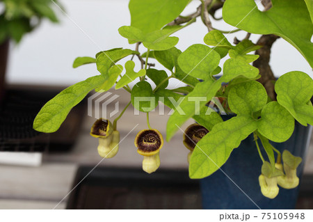 ウマノスズクサの花 ウマノスズクサの花 75105948