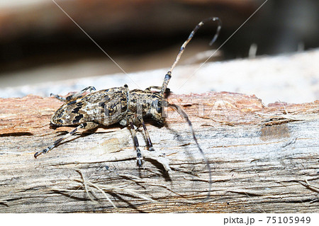 ナガゴマフカミキリ ナガゴマフカミキリ 75105949