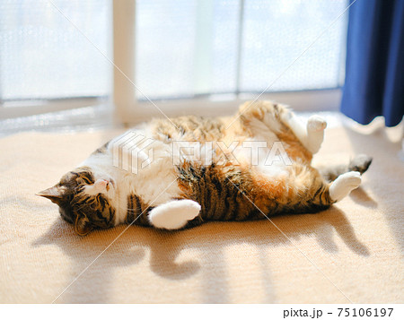 仰向けに寝る猫 仰向けに寝る猫 75106197