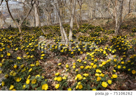 3月　皆野町16フクジュソウ(福寿草)･キンポウゲ科･リトリートフィールドMahora稲穂山 75106262