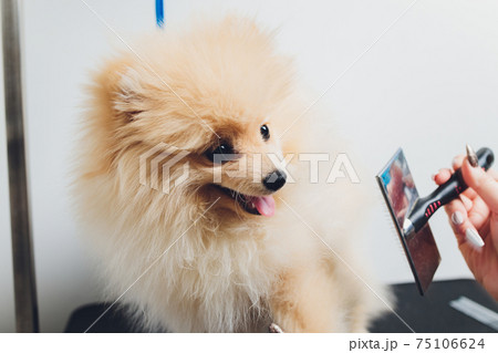 Hand doing grooming, haircut, combing wool of beautiful happy Pomeranian Spitz dog. Fluffy little puppy, animal hair care, cutting procedure. Vet hairdresser, grooming salon. Hand doing grooming, haircut, combing wool of beautiful happy Pomeranian Spitz dog. Fluffy little puppy, animal hair care, cutting procedure. Vet hairdresser, grooming salon. 75106624